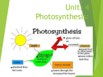 Owen Photosynthesis
