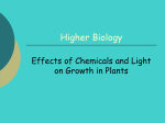 effect-of-chems-light-plants