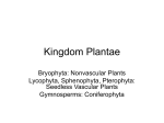 Kingdom Plantae