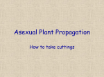 Asexual Plant Propagation