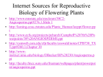 Angiosperm Life Cycle