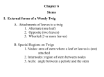 Chapter 6 Stems I. External forms of a Woody Twig