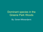 Dominant species in the Greene Park Woods