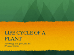 Cycle of a Plant Powerpoint