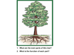 Plant Structure and Function Notes