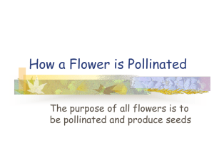 How a Flower is Pollinated?