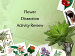 Flowering Plants - holyoke