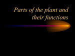 Parts of the plant and their functions