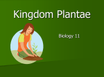 Kingdom Plantae