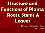 Structure and Functions of Plants: Roots, Stems & Leaves