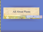 All About Plants