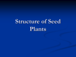 Structure of Seed Plants
