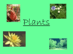 Plants