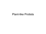 Plant-like Protists