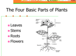 BioD Notes Plant Anatomy Roots