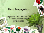 Scientific Identification of Plants