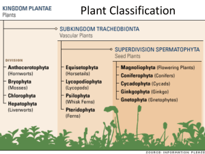 Plant Classification