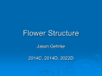 Flower Structure