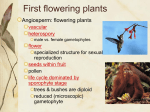 Angiosperms