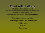 Plant Adaptations