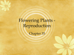 Reproduction in Flowering Plants