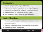 RLO -Root Stock selction in Grape