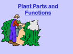 Plant Parts and Functions