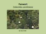Cabomba carolinia