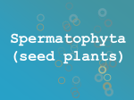 Spermatophyta (seed plants)