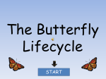 butterfly_lifecycle - KCS-1st-grade