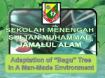 Adaptation of bagu tree in a man-made environment