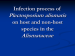 Infection process of Plectosporium alismatis on host and non