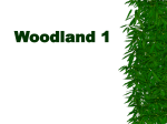 Woodland 1
