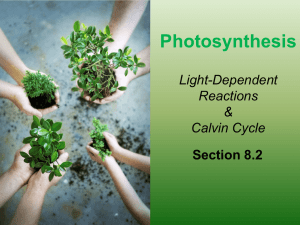 Photosynthesis Light-Dependent Reactions Calvin Cycle