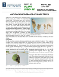 PLANT DISEASE report on ANTHRACNOSE DISEASES OF SHADE TREES