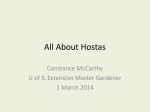 All About Hostas Constance McCarthy U of IL Extension Master Gardener