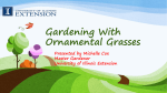 Gardening With Ornamental Grasses Presented by Michelle Cox Master Gardener