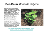 Bee-Balm