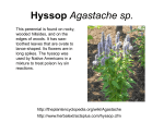 Hyssop