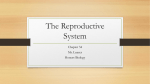 Chapter 34 Reproductive System
