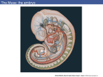 Developmental Biology 8/e - Florida International University