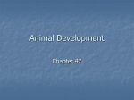 Animal Development