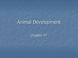 Animal Development