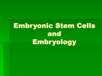 Embryonic Stem Cells