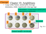 Chapter 10- Amphibians