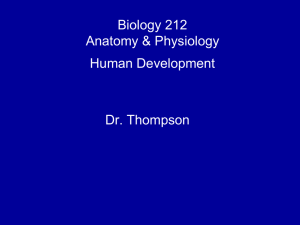 Human Development