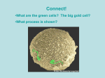 The egg and sperm. Sperm are color enhanced (green) while the