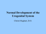 Normal Development of the Urogenital System