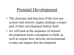 Prenatal Development