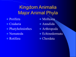 Kingdom Animalia